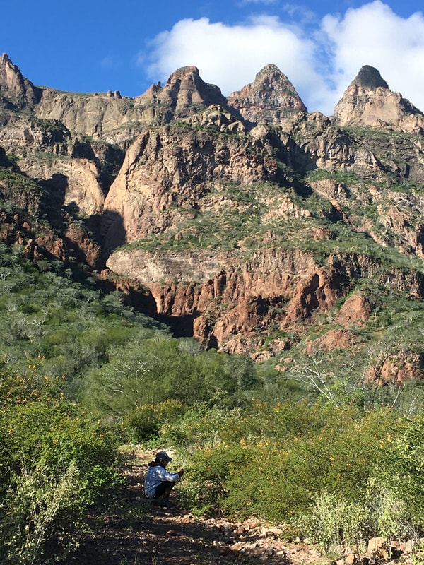 Solitary hiker resting on a trail surrounded by green desert scrub beneath dramatic red and brown Sierra de la Giganta peaks near Loreto