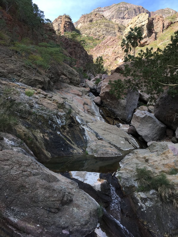 Hikers on a desert trail through palm-filled canyon in the Sierra de la Giganta
