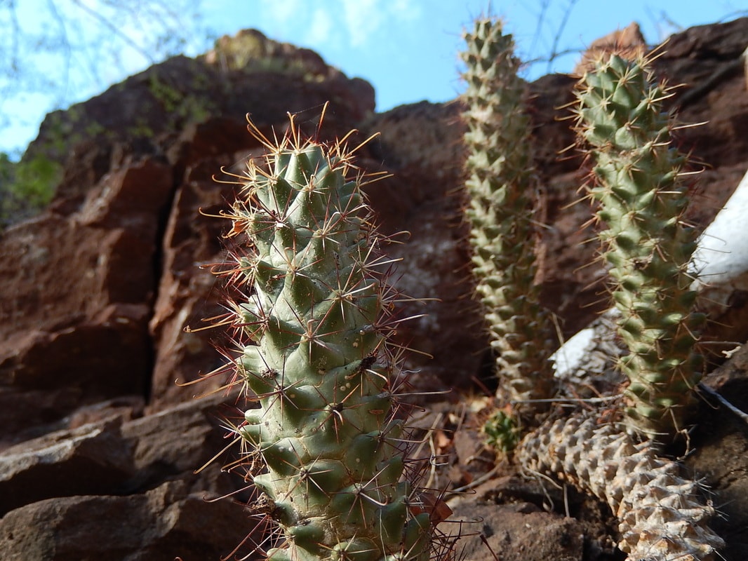Weathered white-bark tree trunk wedged between canyon rocks on a Loreto hiking trail