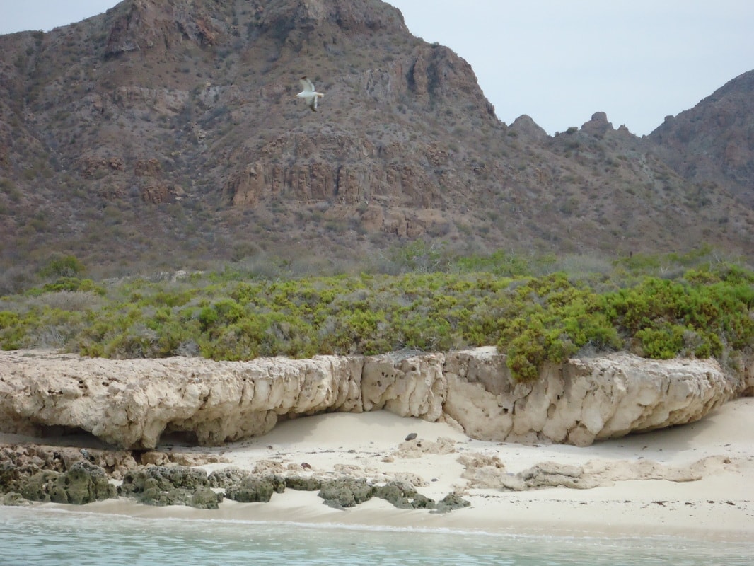 Seabird soaring over a white sand beach with eroded limestone cliffs and mountain backdrop near Loreto