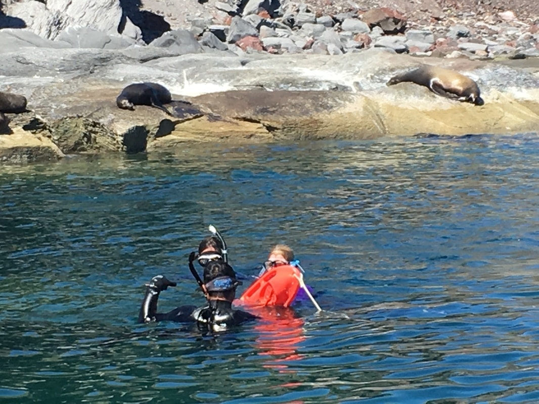 Two snorkelers in the water with California sea lions lounging on rocks directly behind them near Loreto