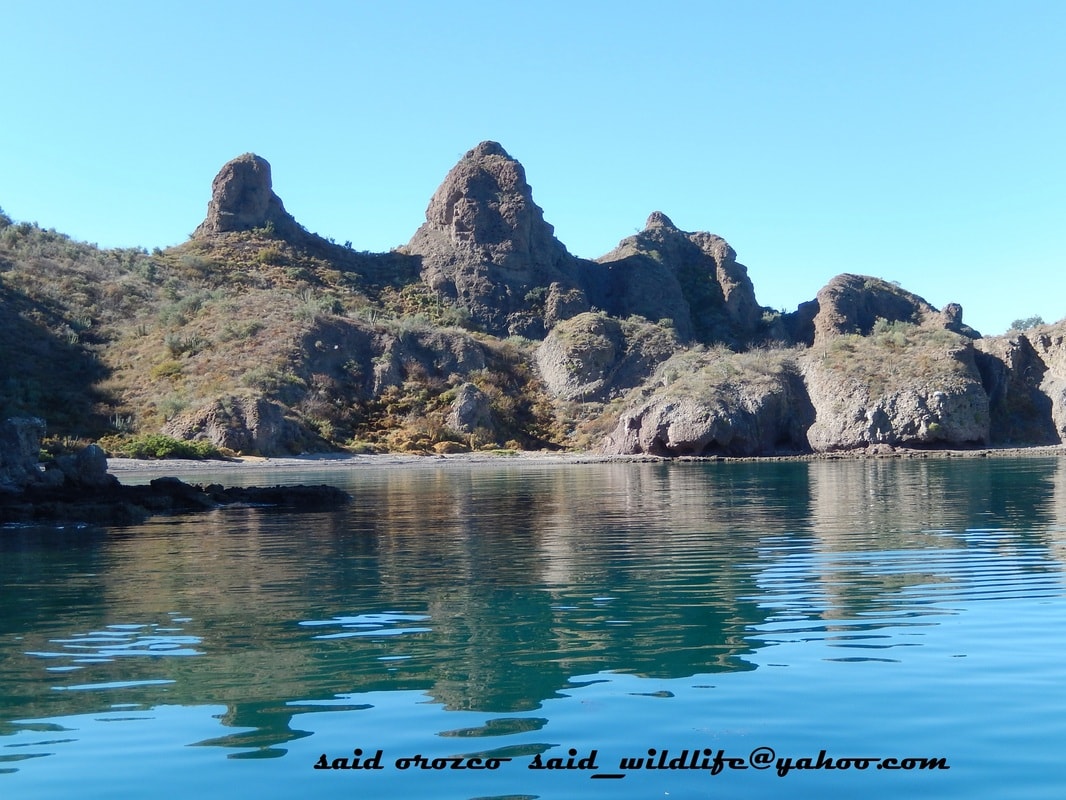 Dolphins leaping and swimming in the Gulf of California on an island snorkeling tour near Loreto