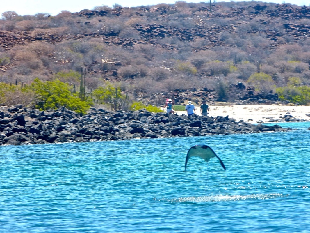 Stingray gliding through the clear blue waters of the Gulf of California near Loreto