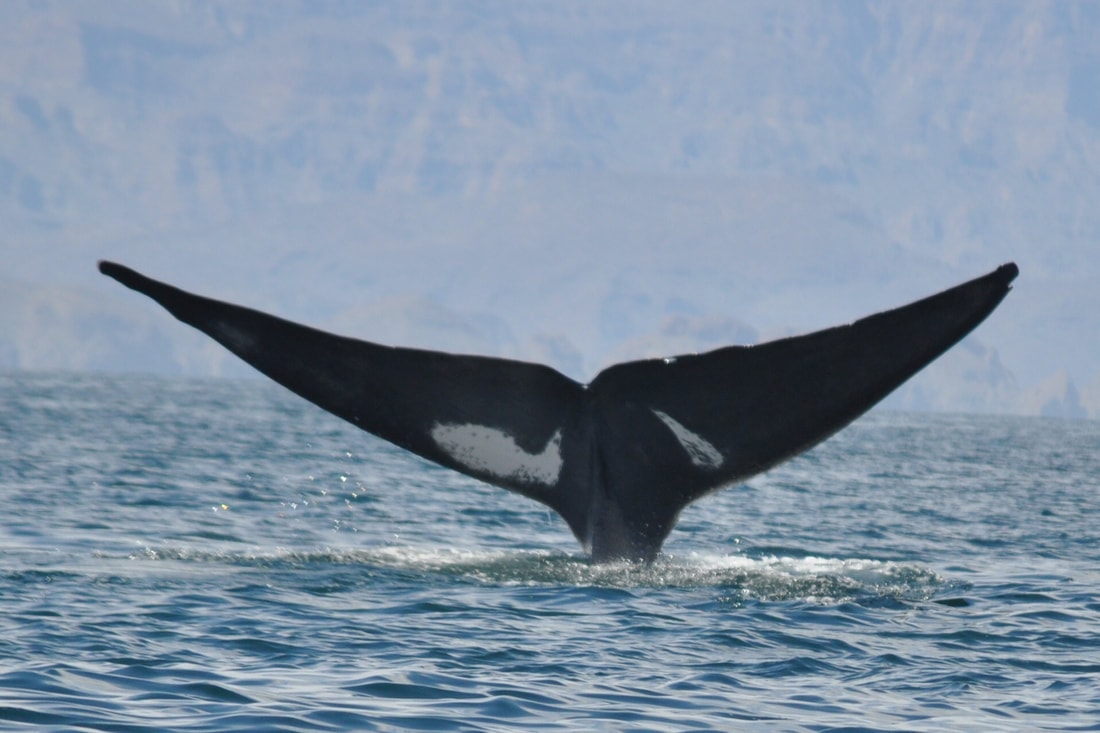 Blue whale surfacing in the Gulf of California during whale season