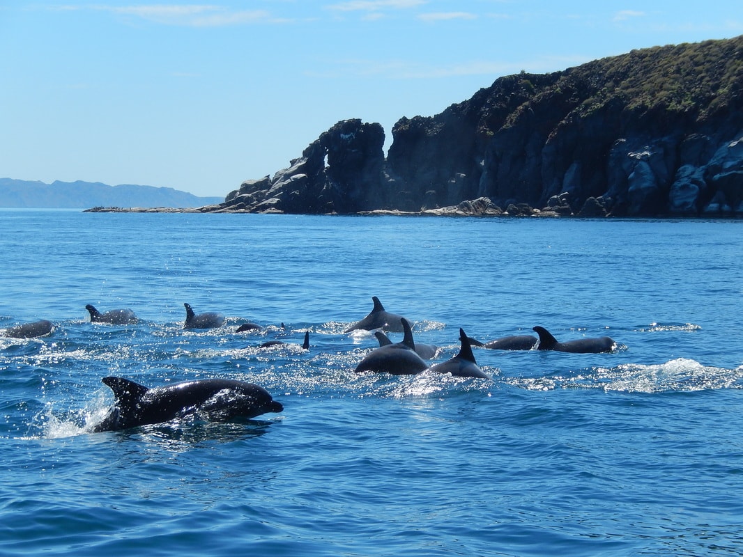 Large pod of dolphins swimming together near a rocky island in the Gulf of California