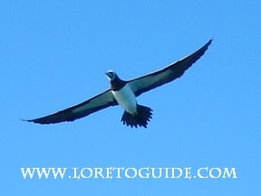 Magnificent frigatebird soaring against a bright blue sky near Loreto