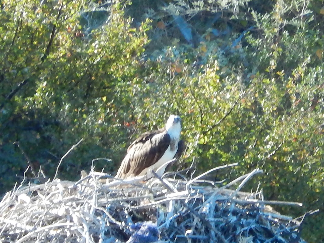 Osprey perched on a large stick nest surrounded by green trees near Loreto