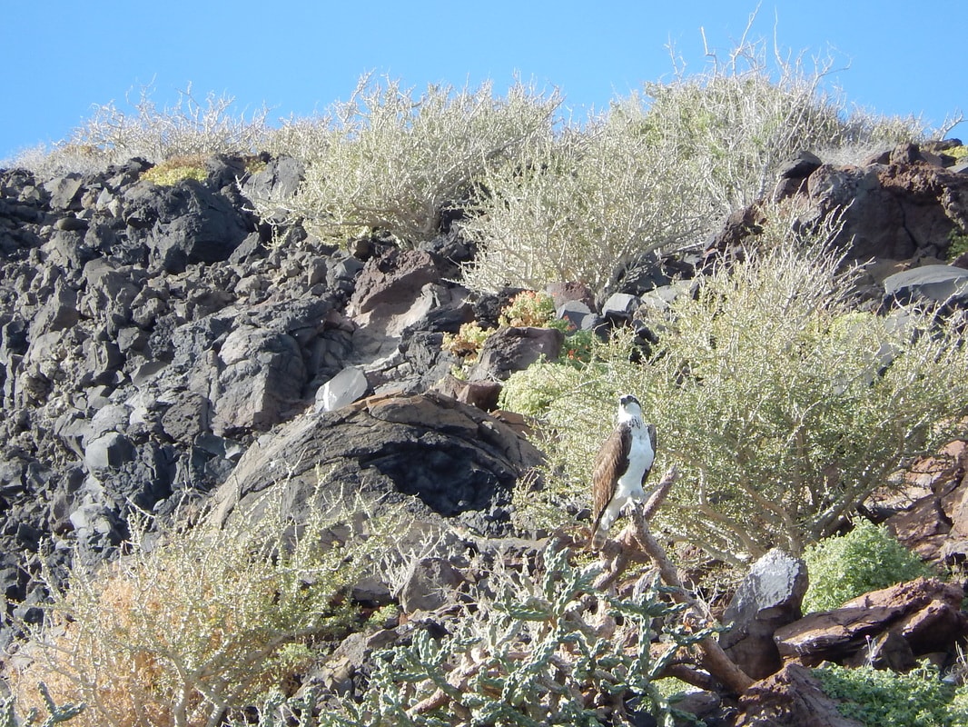 Osprey perched on dark volcanic rocks with desert scrub on a Loreto island tour