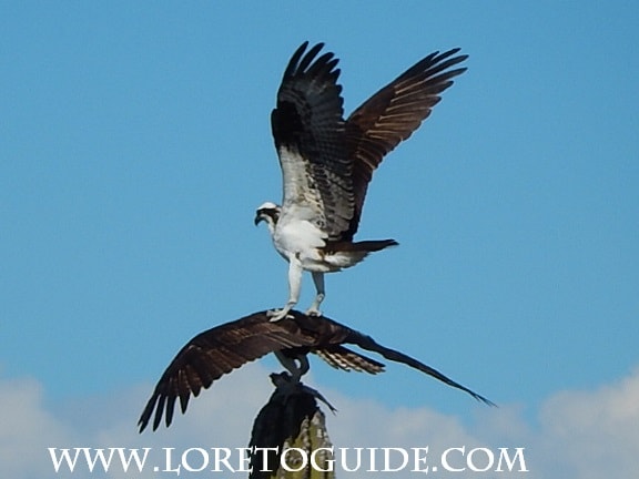 Two ospreys on a perch with wings spread wide against a blue sky near Loreto